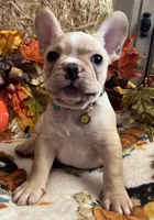 Dorian, a male French Bulldog for sale in Bolivar, MO – 6 of 10