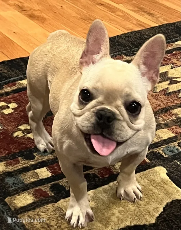 Trinket  – French Bulldog puppy for sale in Bolivar, MO
