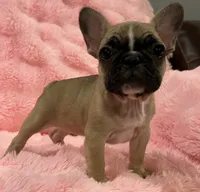 Akc Mimi , a female French Bulldog for sale in Bolivar, MO – 6 of 9
