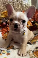 Dorian, a male French Bulldog for sale in Bolivar, MO – 9 of 10