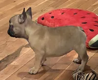 Fawn girl , a female French Bulldog for sale in Bolivar, MO – 2 of 10