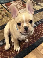 Dorian , a male French Bulldog for sale in Bolivar, MO – 10 of 10
