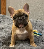 Loki , a male French Bulldog for sale in Bolivar, MO – 3 of 8