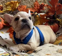 Declan , a male French Bulldog for sale in Bolivar, MO – 5 of 10