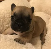 Tink, a female French Bulldog for sale in Bolivar, MO – Photo 4 of 7