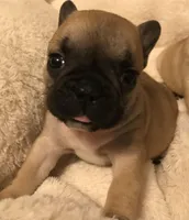 Tink, a female French Bulldog for sale in Bolivar, MO – Photo 7 of 7