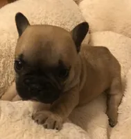 Tink, a female French Bulldog for sale in Bolivar, MO – Photo 3 of 7