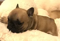 Tink, a female French Bulldog for sale in Bolivar, MO – Photo 1 of 7