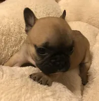 Tink, a female French Bulldog for sale in Bolivar, MO – Photo 5 of 7