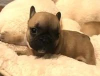 Tink, a female French Bulldog for sale in Bolivar, MO – Photo 2 of 7