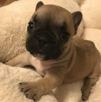 Tink, a female French Bulldog for sale in Bolivar, MO – Photo 6 of 7