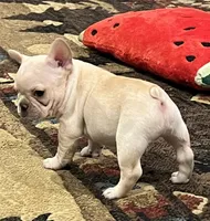 Declan, a male French Bulldog for sale in Bolivar, MO – 10 of 10