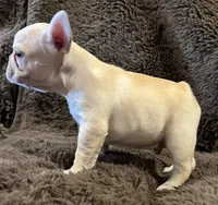 Declan, a male French Bulldog for sale in Bolivar, MO – 4 of 10