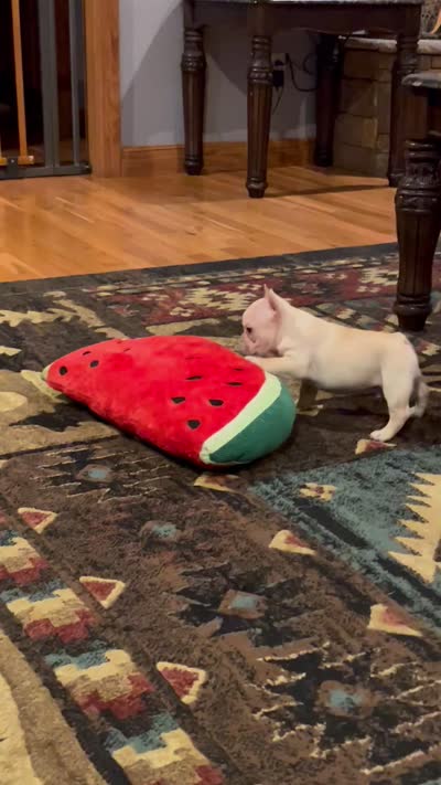 Declan , a male French Bulldog for sale in Bolivar, MO – 10 of 10