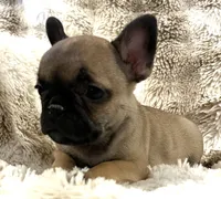 Vanna, a female French Bulldog for sale in Bolivar, MO – 3 of 10