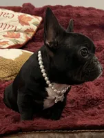 Fifi , a female French Bulldog for sale in Bolivar, MO – 4 of 10