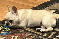 Cream female , a female French Bulldog for sale in Bolivar, MO – 10 of 10