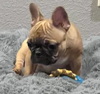 Loki , a male French Bulldog for sale in Bolivar, MO – 6 of 8
