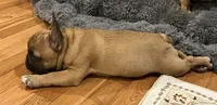 T.T., a male French Bulldog for sale in Bolivar, MO – 3 of 10