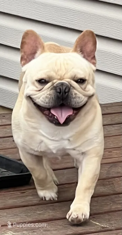 Elvis  – French Bulldog puppy for sale in Bolivar, MO