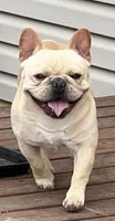 Elvis , a male French Bulldog for sale in Bolivar, MO – 1 of 8