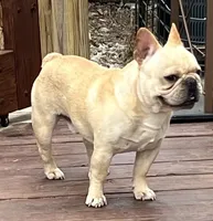 Elvis , a male French Bulldog for sale in Bolivar, MO – 6 of 8