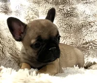 Vanna, a female French Bulldog for sale in Bolivar, MO – 10 of 10