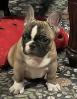 Flashy tri color boy, a male French Bulldog for sale in Bolivar, MO – 5 of 10