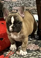 Flashy tri color boy, a male French Bulldog for sale in Bolivar, MO – 8 of 10