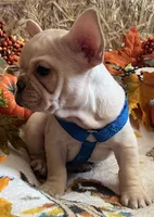 Declan , a male French Bulldog for sale in Bolivar, MO – 9 of 10