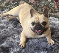 Tosha , a female French Bulldog for sale in Bolivar, MO – 7 of 10