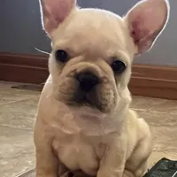 Mauser , a male French Bulldog for sale in Bolivar, MO – Photo 1 of 10