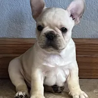 Mauser , a male French Bulldog for sale in Bolivar, MO – Photo 8 of 10