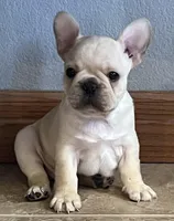 Mauser , a male French Bulldog for sale in Bolivar, MO – Photo 8 of 10