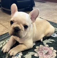 Mauser , a male French Bulldog for sale in Bolivar, MO – Photo 10 of 10
