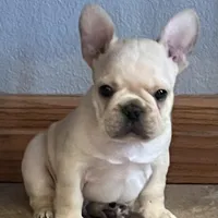 Mauser , a male French Bulldog for sale in Bolivar, MO – Photo 2 of 10