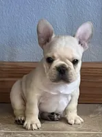 Mauser , a male French Bulldog for sale in Bolivar, MO – Photo 2 of 10