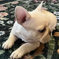 Mauser , a male French Bulldog for sale in Bolivar, MO – Photo 9 of 10