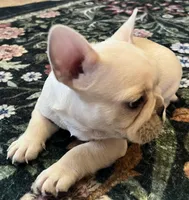Mauser , a male French Bulldog for sale in Bolivar, MO – Photo 9 of 10