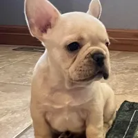 Mauser , a male French Bulldog for sale in Bolivar, MO – Photo 4 of 10