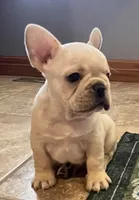 Mauser , a male French Bulldog for sale in Bolivar, MO – Photo 4 of 10