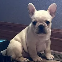 Mauser , a male French Bulldog for sale in Bolivar, MO – Photo 6 of 10