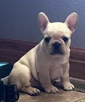 Mauser , a male French Bulldog for sale in Bolivar, MO – Photo 6 of 10