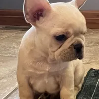 Mauser , a male French Bulldog for sale in Bolivar, MO – Photo 3 of 10