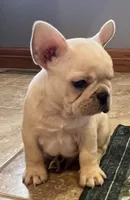 Mauser , a male French Bulldog for sale in Bolivar, MO – Photo 3 of 10