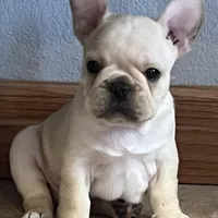 Mauser , a male French Bulldog for sale in Bolivar, MO – Photo 7 of 10