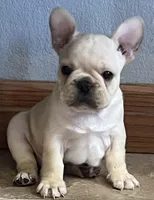 Mauser , a male French Bulldog for sale in Bolivar, MO – Photo 7 of 10