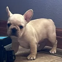 Mauser , a male French Bulldog for sale in Bolivar, MO – Photo 5 of 10