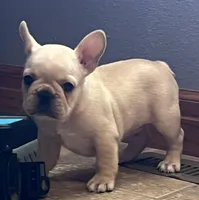 Mauser , a male French Bulldog for sale in Bolivar, MO – Photo 5 of 10