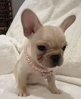 Louise, a female French Bulldog for sale in Bolivar, MO – Photo 5 of 10